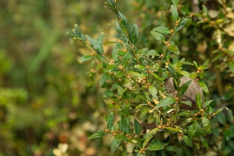 Boxwood bush, Buxus sempervirens, infested with Box tree moth, Cydalima perspectalis, caterpillars,