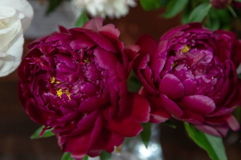 Beautiful red, burgundy peony Peter Brand flower. Closeup. Blurred background, selective focus