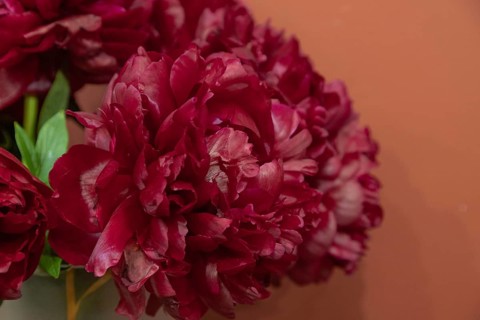 Beautiful red, burgundy peony Henry Bockstoce flower. Closeup. Blurred background, selective focus