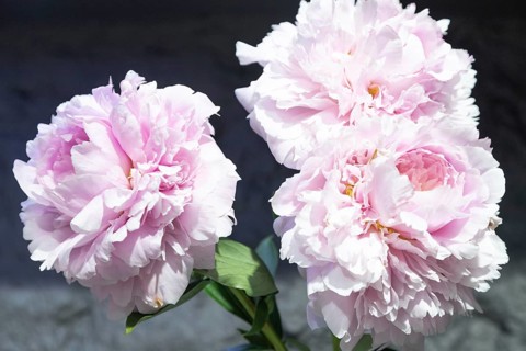 Beautiful pink peony Reine Supreme flower. Closeup. Blurred background, selective focus