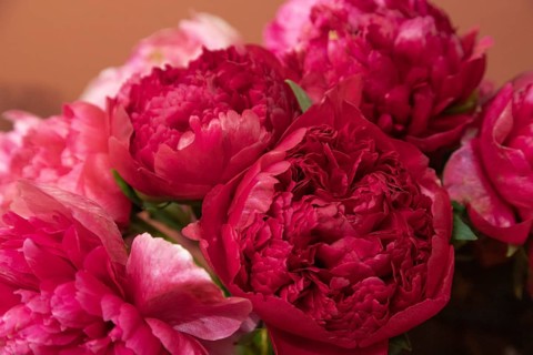 Beautiful red, burgundy peony Command Performance flower. Closeup. Blurred background, selective