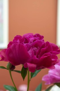 Beautiful red, burgundy peony The Mighty Mo flower. Closeup. Blurred background, selective focus