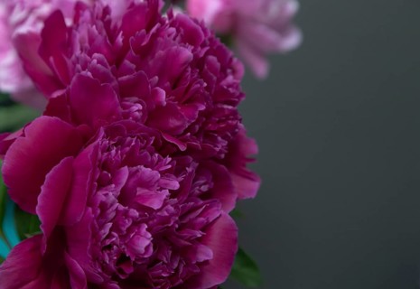 Beautiful red, burgundy peony Shawnee Chief flower. Closeup. Blurred background, selective focus