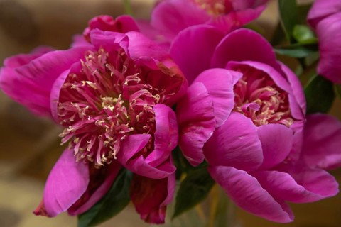 Beautiful pink purple peony Leslie Peck flower. Closeup. Blurred background, selective focus