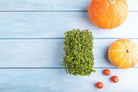 Microgreen sprouts of mustard with pumpkin on blue wooden background. Top view, flat lay, copy