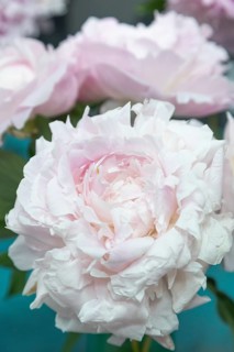 Beautiful pink peony Myrtle Gentry flower. Closeup. Blurred background, selective focus
