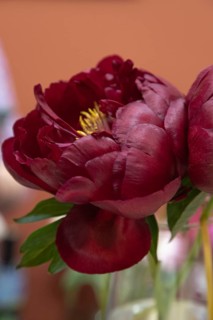 Beautiful red, burgundy peony Dandy Dan flower. Closeup. Blurred background, selective focus