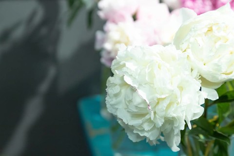 Beautiful white peony Alma ata flower. Closeup. Blurred background, selective focus