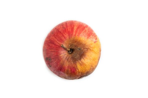 Decaying, Rotting apples isolated on white background. Top view, copy space, flat lay, minimalism