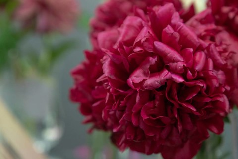 Beautiful red, burgundy peony Eliza Lundy flower. Closeup. Blurred background, selective focus