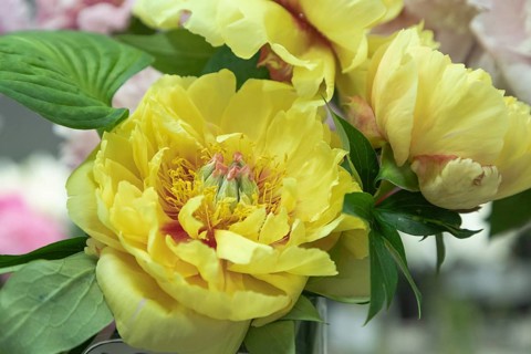 Beautiful yellow peony Garden Treasure flower. Closeup. Blurred background, selective focus