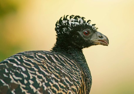 Sclater Hokko (Crax fasciolata), adult bird, female, Pantanal, Mato Grosso, Brazil, South America