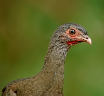 Bronze guan (Penelope obscura), Pantanal, Brazil, South America