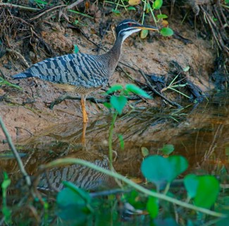 Sun rail (Eurypyga helias) Pantanal Brazil