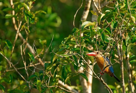 Cranesbill kingfisher (Pelargopsis capensis), Borneo, Indonesia