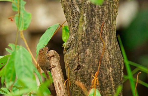 Borneo Squirrel (Exilisciurus exilis), Borneo, Indonesia