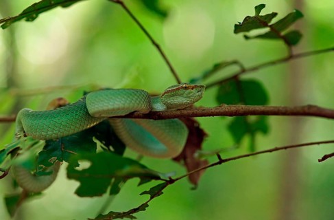 Bornean Kiel Green Pit Viper (Tropidolaemus subannulatus), Indonesia