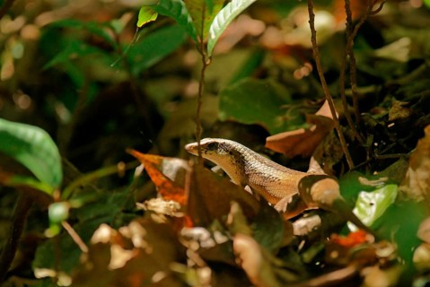 Skink, Indonesia
