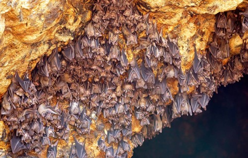 Geoffroy's rousette (Rousettus amplexicaudatus) hanging in a cave in Indonesia