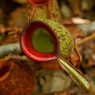 Pitcher plant, Borneo, Indonesia
