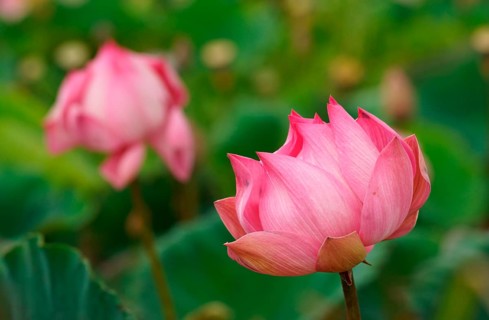 Lotus flower (Nelumbo nucifera), Bali, Indonesia