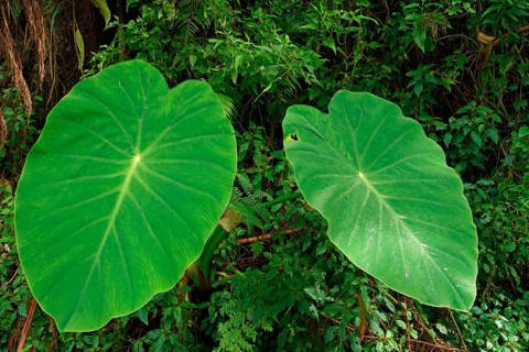 Taro (Colocasia esculenta), Bali, Indonesia
