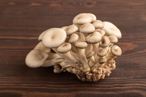 Raw Oyster mushroom, Pleurotus ostreatus on brown wooden background. Side view, close up,
