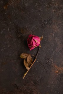 Withered dried pink Rose on black concrete background, top view, flat lay, copy space, minimalism