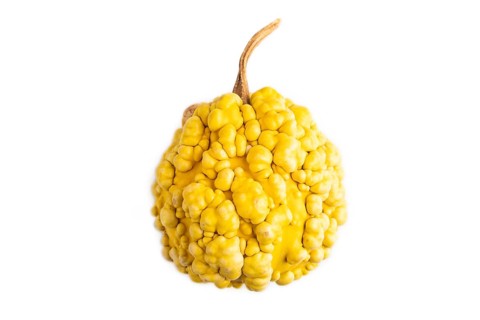 Decorative orange Pumpkin with tumors isolated on white background, top view, flat lay, close up,