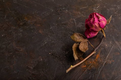 Withered dried pink Rose on black concrete background, side view, copy space, minimalism