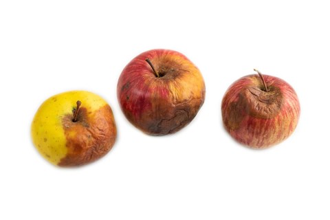 Decaying, Rotting apples isolated on white background. Side view, copy space, minimalism