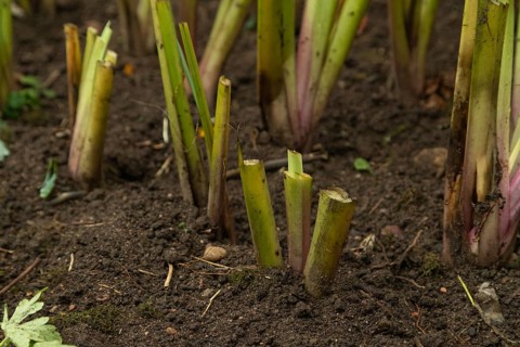 Pruned iris shoots prepared for wintering, gardening concept