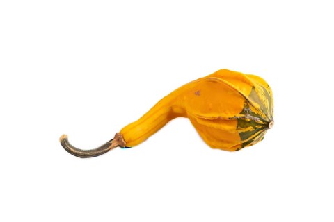 Decorative orange Pumpkin isolated on white background, side view, close up, minimalism
