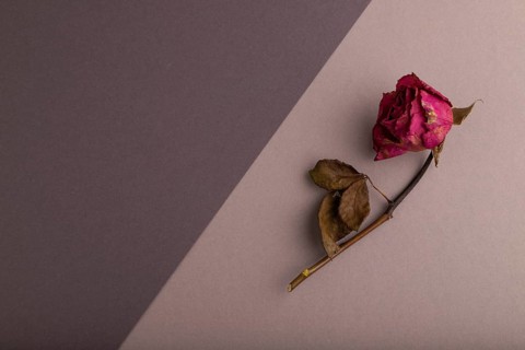Withered dried pink Rose on beige and gray pastel paper background, top view, flat lay, copy space,