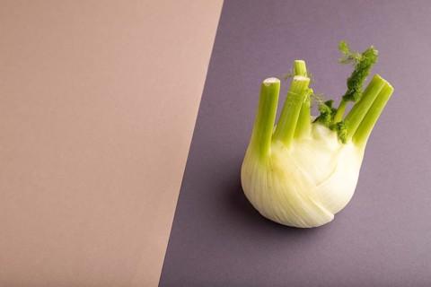 Fresh Fennel bulb on brown and gray pastel paper background, side view, copy space, minimalism