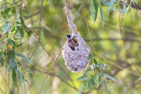 Penduline Tit (Remiz pendulinus), in the nest, Danube Delta, Romania