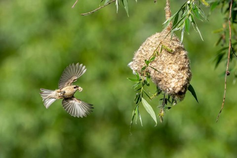 Penduline Tit (Remiz pendulinus) approaching the nest, Tiszaalpar, Hungary