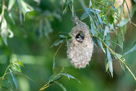 Penduline Tit (Remiz pendulinus) sitting in a nest, Danube Delta, Romania