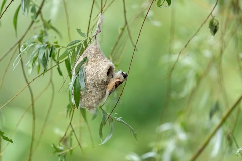 Penduline Tit (Remiz pendulinus) building a nest, Danube Delta, Romania