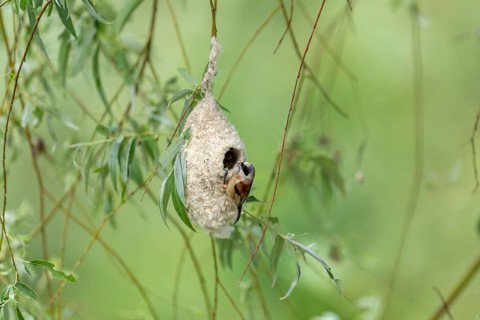 Penduline Tit (Remiz pendulinus) at the nest, Danube Delta, Romania