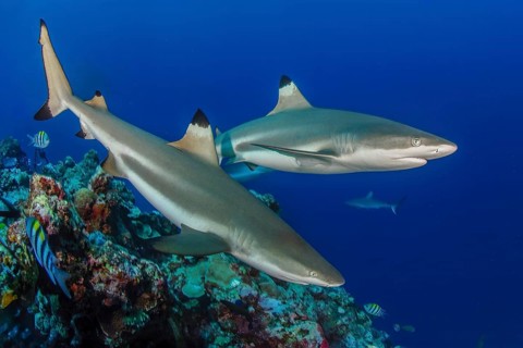 Underwater photo of two specimens of blacktip reef shark (Carcharhinus melanopterus) blacktip reef