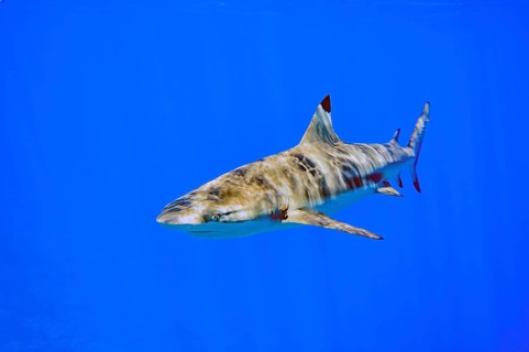 Underwater photo of blacktip reef shark (Carcharhinus melanopterus) Blacktip reef shark Reef shark