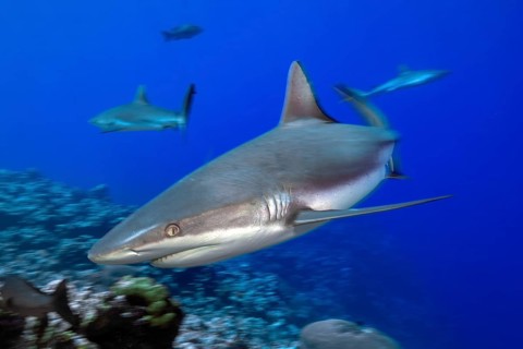 Dynamic photo of large Grey reef shark (Carcharhinus amblyrhynchos) shows hunting behaviour during