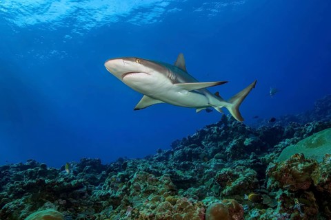 Underwater photo of large adult female Grey reef shark (Carcharhinus amblyrhynchos) swimming