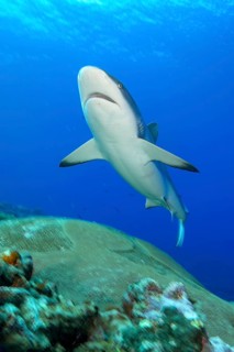 Underwater photo of large adult female Grey reef shark (Carcharhinus amblyrhynchos) swimming