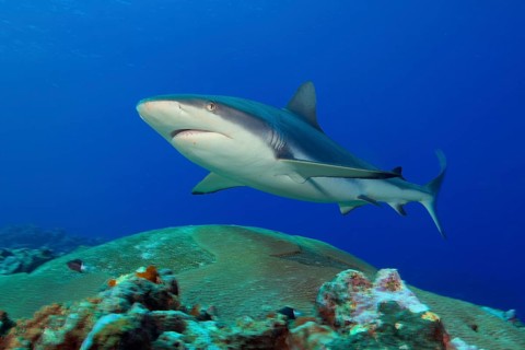 Underwater photo of large adult female Grey reef shark (Carcharhinus amblyrhynchos) swimming