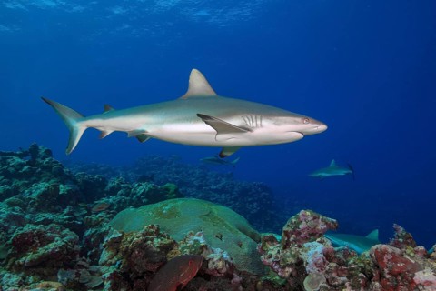 Underwater photo of Large female Grey reef shark (Carcharhinus amblyrhynchos) swimming through blue