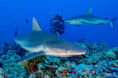 Dynamic photo of large Grey reef shark (Carcharhinus amblyrhynchos) shows hunting behaviour in