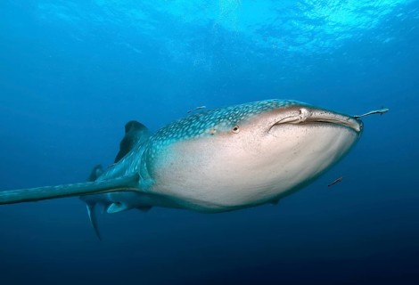 Underwater photo of large plankton-eating whale shark (Rhincodon typus) Plankton-eater swimming