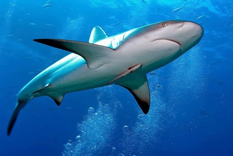 Underwater photo of large Caribbean Reef Shark (Carcharhinus perezi) swimming through air bubbles